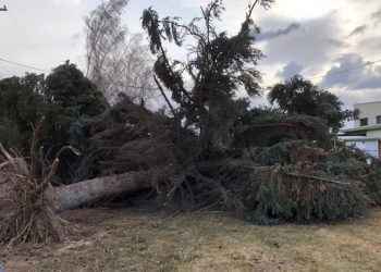 Απίστευτη τραγωδία: Νεκρό 8χρονο κοριτσάκι από πτώση δέντρου