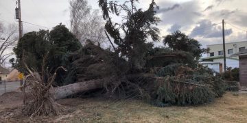 Απίστευτη τραγωδία: Νεκρό 8χρονο κοριτσάκι από πτώση δέντρου