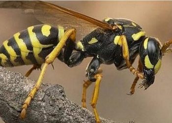 Τραγωδία: Νεκρό 6χρονο παιδάκι από επίθεση σφηκών