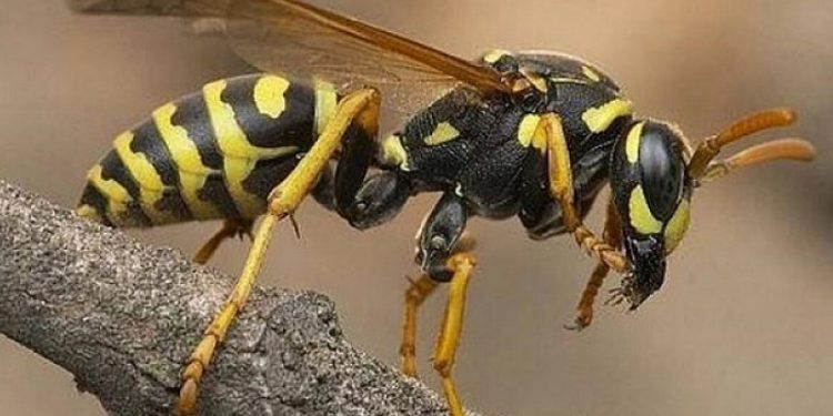 Τραγωδία: Νεκρό 6χρονο παιδάκι από επίθεση σφηκών