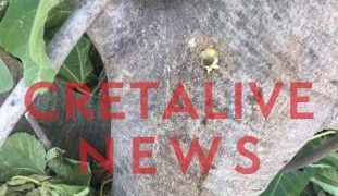 Alldaynews.gr Κρήτη: Άνοιξαν τρύπες στις συκιές και πέρασαν στον κορμό δηλητήριο! (pics)