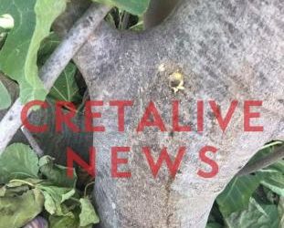 Κρήτη: Άνοιξαν τρύπες στις συκιές και πέρασαν στον κορμό δηλητήριο! (pics)