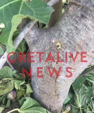 Alldaynews.gr Κρήτη: Άνοιξαν τρύπες στις συκιές και πέρασαν στον κορμό δηλητήριο! (pics)