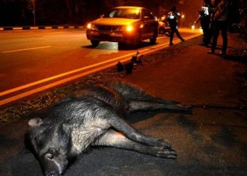 Βόλος: Φοβερό τροχαίο με αγριογούρουνο σε ένα σημείο καταραμένο! Εφιάλτης για 4 στο γυρισμό από διακοπές