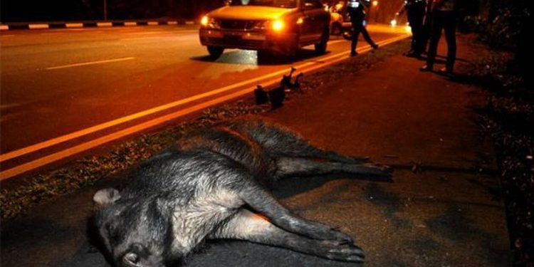 Alldaynews.gr Βόλος: Φοβερό τροχαίο με αγριογούρουνο σε ένα σημείο καταραμένο! Εφιάλτης για 4 στο γυρισμό από διακοπές