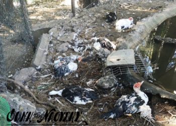 Κτήνη! Σκότωσαν πιθανόν με σιδερόβεργα 20 χήνες και πάπιες σε πάρκο στη Νάουσα – Σοκαριστικές εικόνες