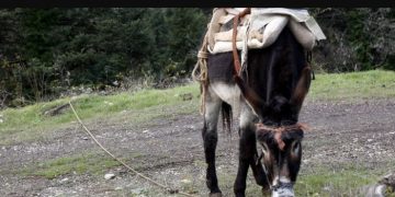 Alldaynews.gr Χίος: Γυναίκα Σκοτώθηκε πάνω στον γαϊδαρό της μετά απο τροχαίο