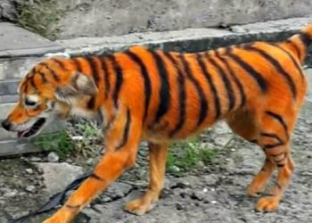 Έβαψαν σκύλο πορτοκαλί και μαύρο για να μοιάζει με τίγρη-Ψάχνουν τα “Ζώα” του το έκαναν