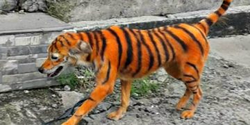 Έβαψαν σκύλο πορτοκαλί και μαύρο για να μοιάζει με τίγρη-Ψάχνουν τα “Ζώα” του το έκαναν