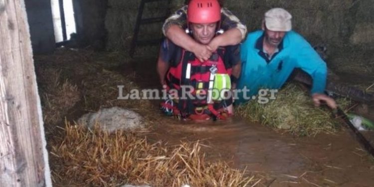 Είχαν ανέβει στις μπάλες από το τριφύλλι για να σωθούν![photos]