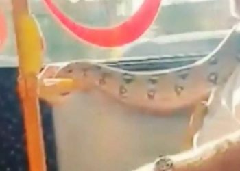 Τύλιξε το πρόσωπό του με φίδι αντί για μάσκα και μπήκε σε λεωφορείο[video]