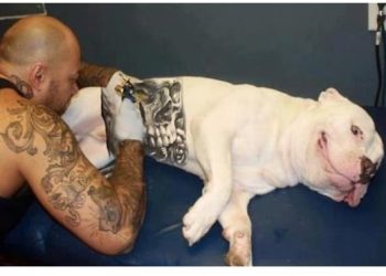 Τατουάζ Σε Κατοικίδια: Μόδα ή Κτηνωδία;[photos]