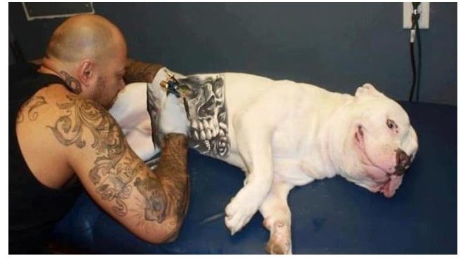 Τατουάζ Σε Κατοικίδια: Μόδα ή Κτηνωδία;[photos]