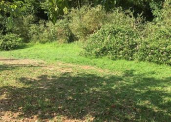 Πεδίον του Άρεως: Μάνα θήλασε το βρέφος,το κοίμισε κάτω από ένα δέντρο και το παράτησε!