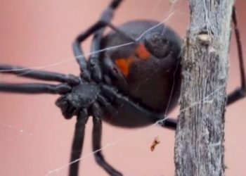 Θρίλερ στο Αίγιο: Αράχνη “Μαύρη χήρα” τσίμπησε 36χρονο – Αγώνας δρόμου για τον ορό