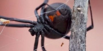 Alldaynews.gr Θρίλερ στο Αίγιο: Αράχνη “Μαύρη χήρα” τσίμπησε 36χρονο – Αγώνας δρόμου για τον ορό