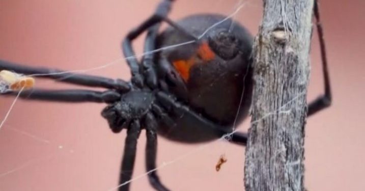 Alldaynews.gr Θρίλερ στο Αίγιο: Αράχνη “Μαύρη χήρα” τσίμπησε 36χρονο – Αγώνας δρόμου για τον ορό