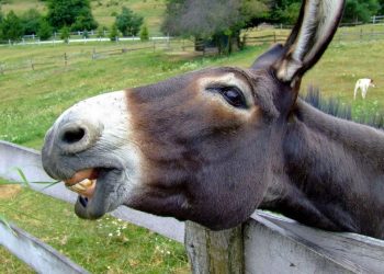 Καρπενήσι: Στο δικαστήριο 80χρονη γιατί δεν είχε κόψει τα νύχια στο γαϊδούρι της