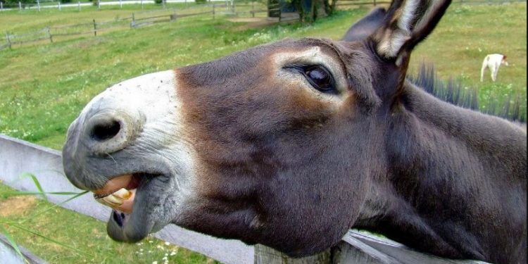 Alldaynews.gr Καρπενήσι: Στο δικαστήριο 80χρονη γιατί δεν είχε κόψει τα νύχια στο γαϊδούρι της