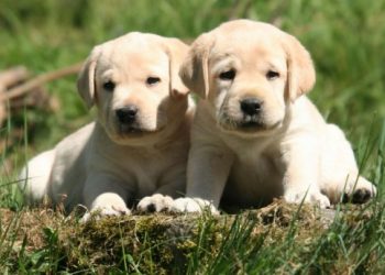 Ζευγάρι υιοθετούσε κουταβάκια για να τα ταΐζει στα φίδια του!