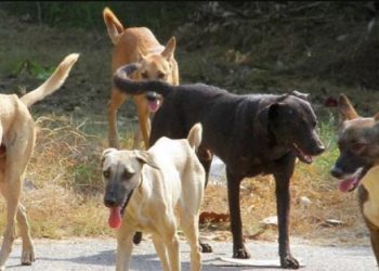 Θεσσαλονίκη: 17χρονη δέχτηκε επίθεση από αγέλη σκύλων-Την δάγκωσαν 58 φορές