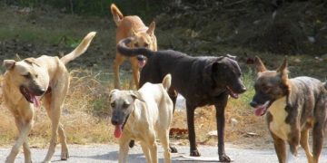 Alldaynews.gr Θεσσαλονίκη: 17χρονη δέχτηκε επίθεση από αγέλη σκύλων-Την δάγκωσαν 58 φορές