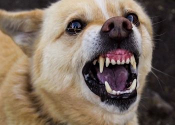 Αδιανόητη τραγωδία: Νεκρό αγοράκι 12 ημερών-Το έφαγε σκύλος