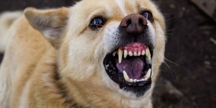 Alldaynews.gr Αδιανόητη τραγωδία: Νεκρό αγοράκι 12 ημερών-Το έφαγε σκύλος