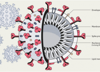 coronavirus, koronoios, κορονοϊός