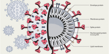 coronavirus, koronoios, κορονοϊός