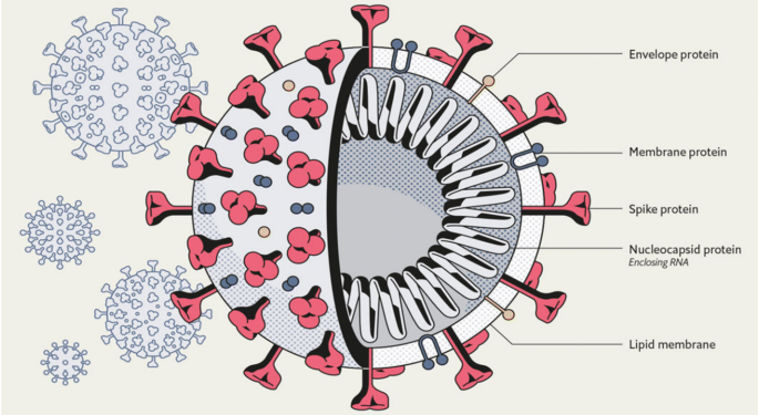 coronavirus, koronoios, κορονοϊός