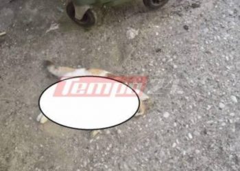 Φρίκη! Ανθρωπόμορφα Κτήνη Ξεκοίλιασαν γάτες στην παραλία