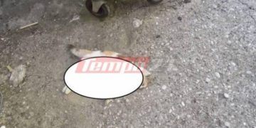 Alldaynews.gr Φρίκη! Ανθρωπόμορφα Κτήνη Ξεκοίλιασαν γάτες στην παραλία