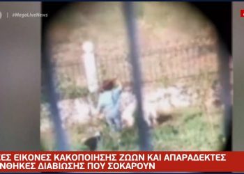 Αγρίνιο: Γυναίκα κακοποιεί τα σκυλιά της και τα αφήνει να αλληλοτρώγονται[video]