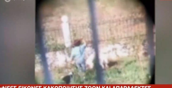 Αγρίνιο: Γυναίκα κακοποιεί τα σκυλιά της και τα αφήνει να αλληλοτρώγονται[video]