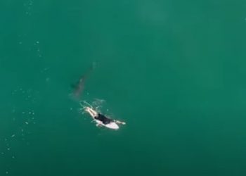 Σοκαριστικό Βίντεο drone: Σέρφερ γλιτώνει από τα σαγόνια του καρχαρία