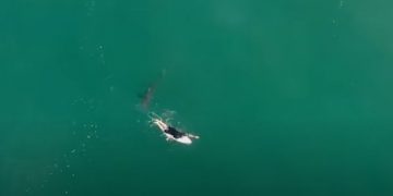 Alldaynews.gr Σοκαριστικό Βίντεο drone: Σέρφερ γλιτώνει από τα σαγόνια του καρχαρία
