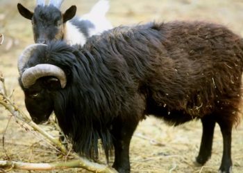 Κρήτη: Κριάρι αφηνίασε και έριξε κτηνοτρόφο σε γκρεμό! Σε κατάσταση σοκ η γυναίκα του