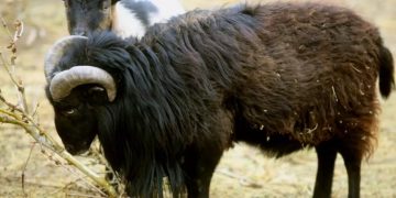 Κρήτη: Κριάρι αφηνίασε και έριξε κτηνοτρόφο σε γκρεμό! Σε κατάσταση σοκ η γυναίκα του