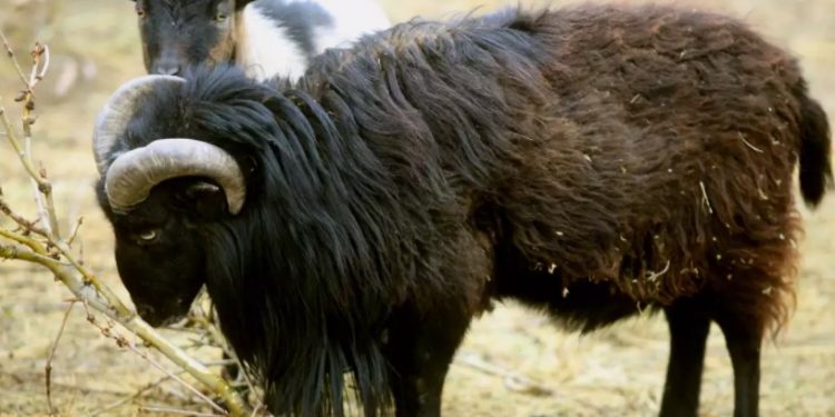 Κρήτη: Κριάρι αφηνίασε και έριξε κτηνοτρόφο σε γκρεμό! Σε κατάσταση σοκ η γυναίκα του