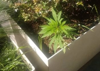Φύτεψαν κάνναβη στις ζαρντινιέρες του Μεγάλου Περίπατου και ο δήμος τις πότιζε!![Ντοκουμέντα]