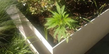 Φύτεψαν κάνναβη στις ζαρντινιέρες του Μεγάλου Περίπατου και ο δήμος τις πότιζε!![Ντοκουμέντα]