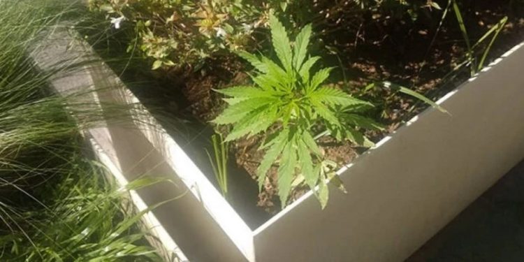 Φύτεψαν κάνναβη στις ζαρντινιέρες του Μεγάλου Περίπατου και ο δήμος τις πότιζε!![Ντοκουμέντα]
