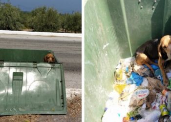 Κτήνος! Πέταξε το σκύλο του σε κάδο απορριμάτων επειδή γέρασε[Φωτογραφίες]