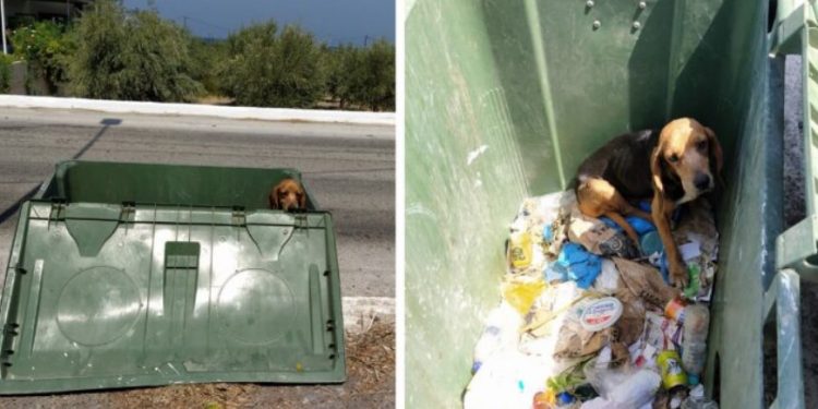Κτήνος! Πέταξε το σκύλο του σε κάδο απορριμάτων επειδή γέρασε[Φωτογραφίες]