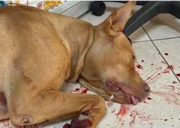 Κρήτη: Κρέμασε σκύλο σε δέντρo και του έκοψε τους όρχεις[Σκληρές Εικόνες]