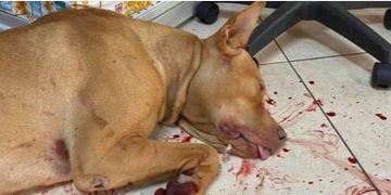 Κρήτη: Κρέμασε σκύλο σε δέντρo και του έκοψε τους όρχεις[Σκληρές Εικόνες]