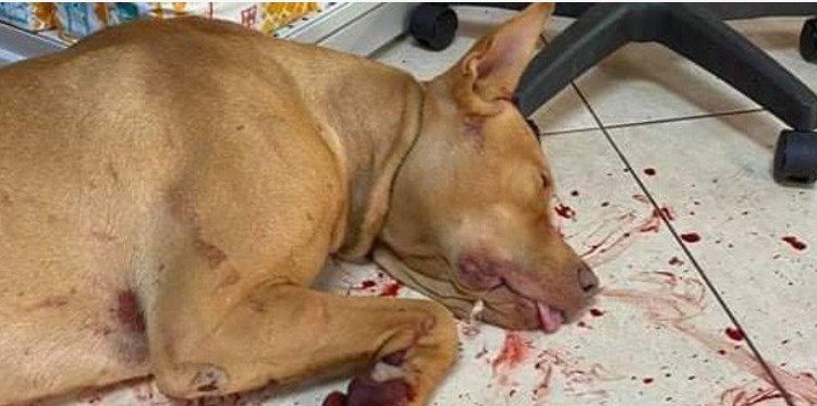 Κρήτη: Κρέμασε σκύλο σε δέντρo και του έκοψε τους όρχεις[Σκληρές Εικόνες]