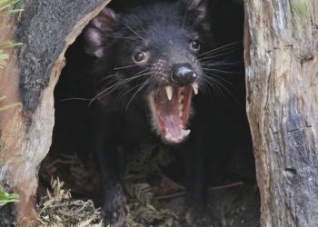 Οι “διάβολοι της Τασμανίας” επανήλθαν μετά από 3.000 χρόνια στην ηπειρωτική Αυστραλία
