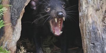 Οι “διάβολοι της Τασμανίας” επανήλθαν μετά από 3.000 χρόνια στην ηπειρωτική Αυστραλία